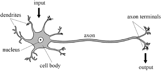 The simplistic, schematic illustration of the structure of the biological neuron.