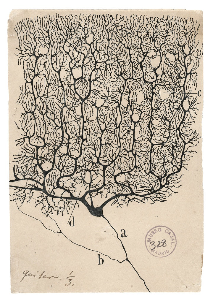 Santiago Ramon y Cajal, a purkinje neuron from the human cerebellum, ca. 1900