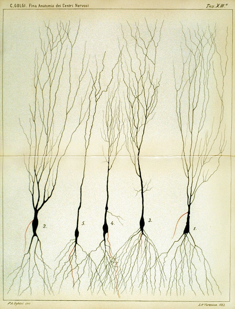 Some ganglion cell types in the convoluted gray layer of the pes Hippocampi major. Plate XIII from Camillo Golgi's Sulla fina anatomia degli organi centrali del sistema nervoso (1885)